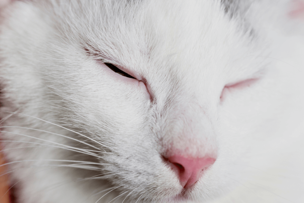 Does Your Cat Blink Frequently Header Image