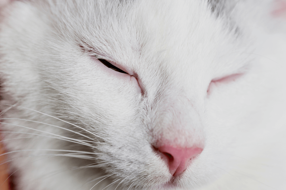 Dry Eye Syndrome in Cats | SavaVet