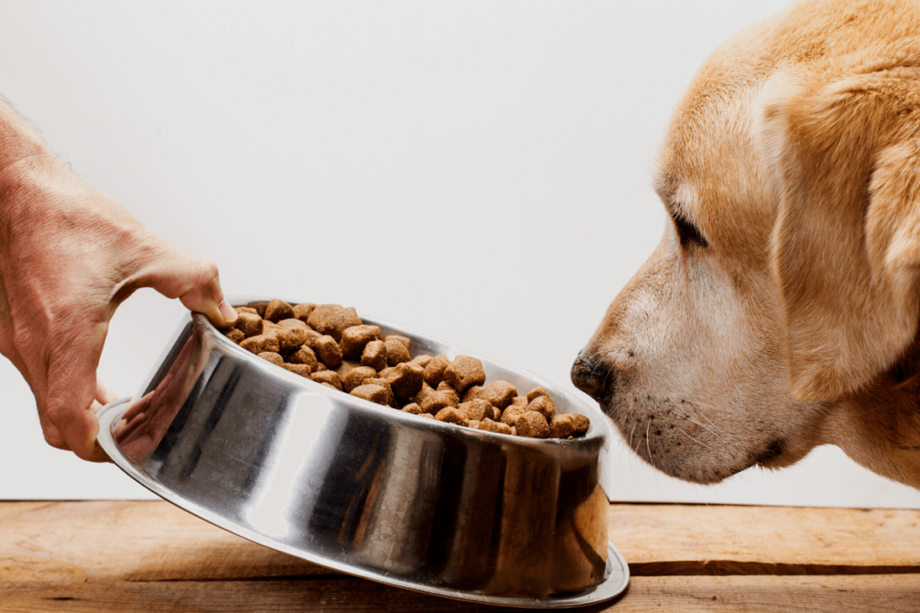 Nutrition for Pets Is It Really Important Header Image